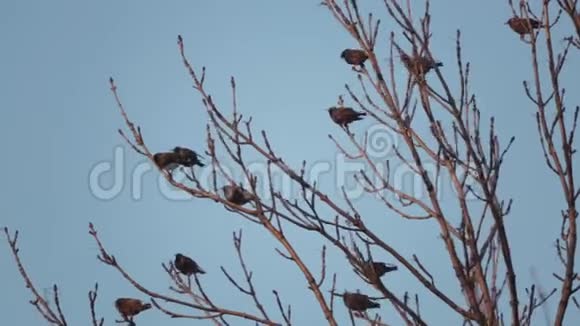 欧洲鸟Sroc坐在树的树枝上视频的预览图