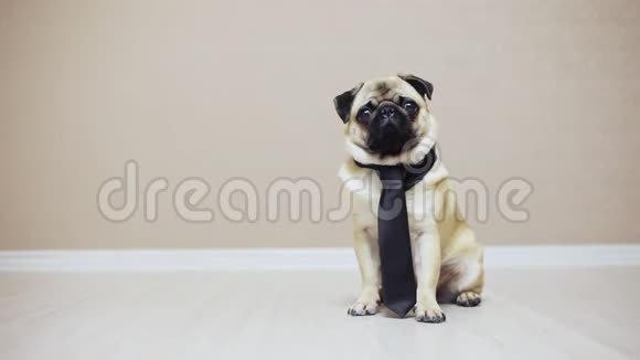 一只优雅滑稽的小狗穿着领带参加婚礼或担任办公室工作视频的预览图