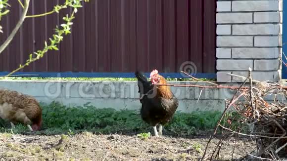 红母鸡和黑公鸡正走在草地上挖虫子来捕食视频的预览图