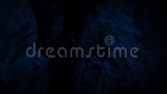 夜晚微风中树上的蕨类植物视频的预览图