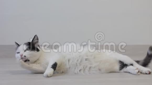 白猫带着黑点在玩和洗看着镜头视频的预览图