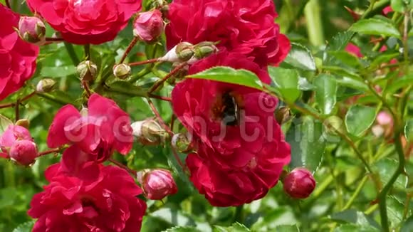 大黄蜂从玫瑰花丛中采蜜视频的预览图