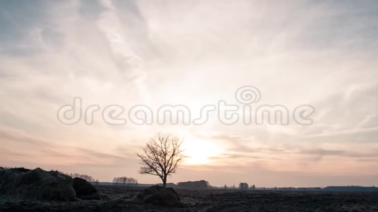 夕阳落在一片田园孤独的树上视频的预览图