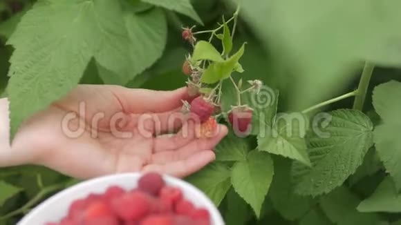 一个穿着白色衣服的女人从花园或农场的灌木丛中收获成熟的红树莓视频的预览图