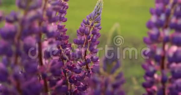 野花丛落萍夏野草甸日落Lupinus俗称Lupin或Lupine是A视频的预览图