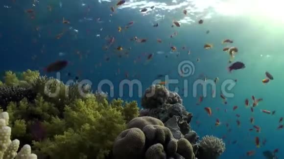 红海珊瑚背景上的鱼群明亮的橙色视频的预览图