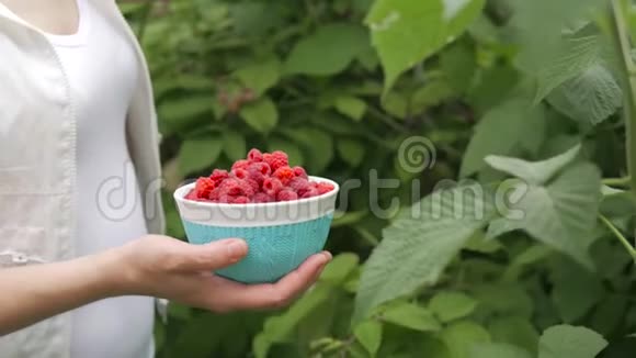 一个穿着白色衣服的女人从花园或农场的灌木丛中收获成熟的红树莓视频的预览图