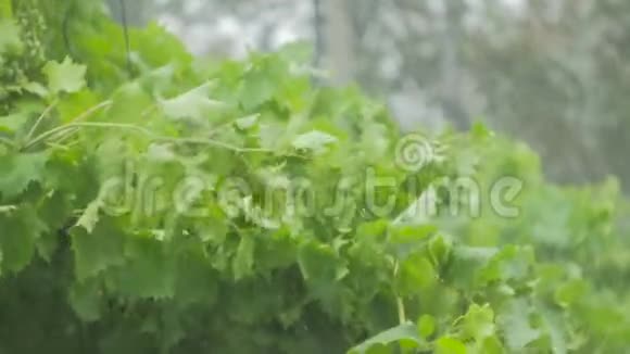 葡萄树和绿叶在大雨和狂风中摇摇晃晃视频的预览图