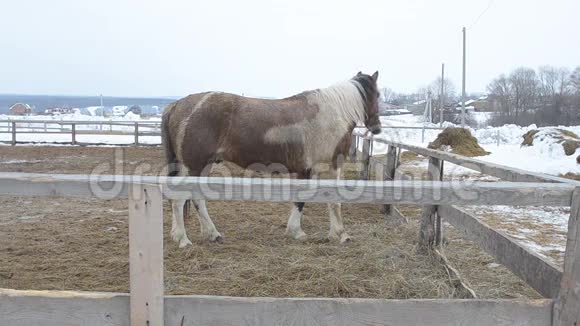 围场里的马在冬天视频的预览图