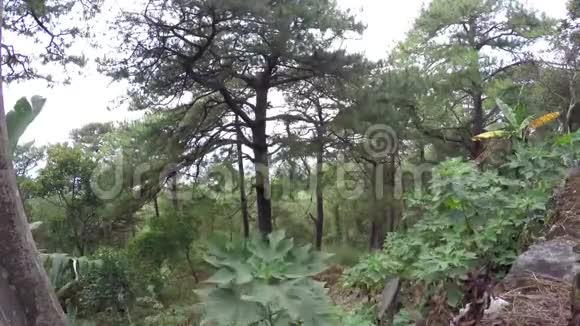 山区松树和自然植被视频的预览图
