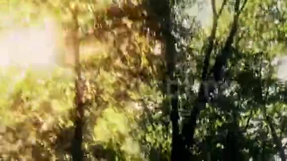 夏天阳光照在树叶上视频的预览图