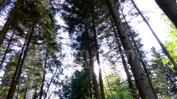 阳光明媚的云杉和松树视频的预览图
