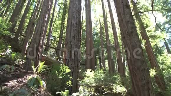 阳光照耀着森林的淘洗视频的预览图