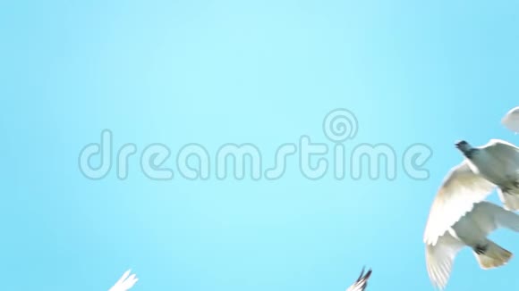 一群白鸽飞向蓝天视频的预览图