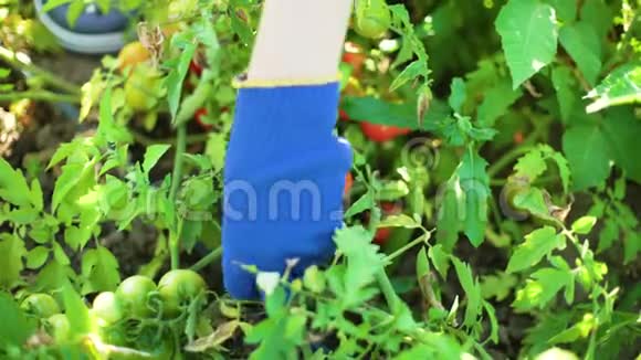 戴蓝色园艺手套摘西红柿的白种人女性特写视频的预览图