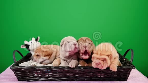四只新出生的沙佩犬在篮子绿屏视频的预览图
