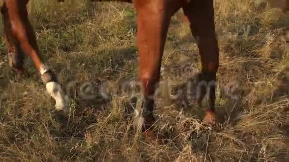 一匹棕色马在干草上的腿特写视频的预览图