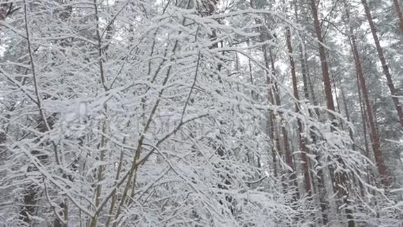 雪后在森林小路旁散步视频的预览图