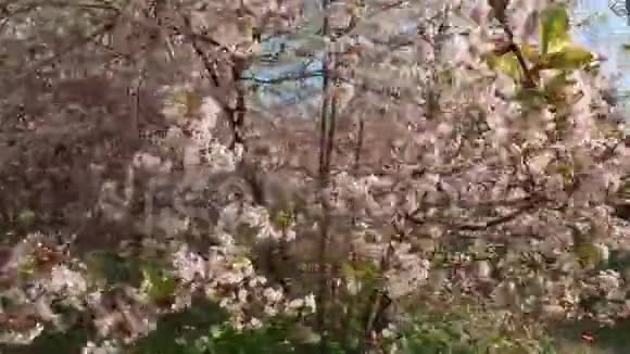 樱桃树的春白花摄像机在近距离观察视频的预览图
