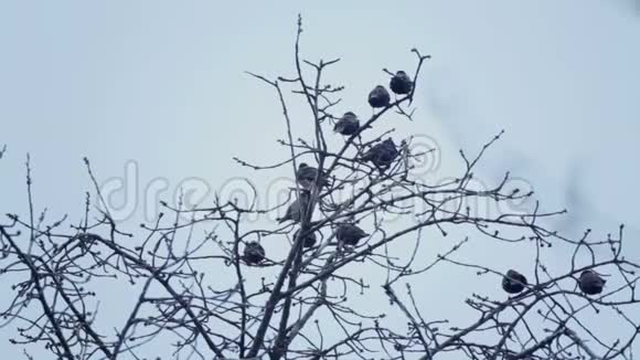 欧洲鸟Sroc坐在树的树枝上视频的预览图