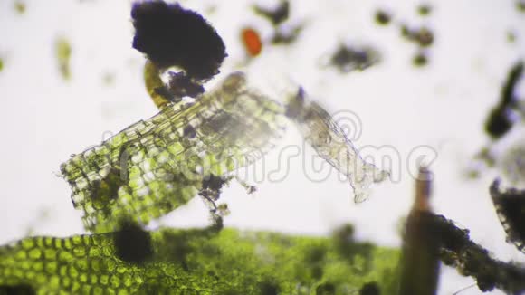 显微镜下双耳球轮虫的录像视频的预览图