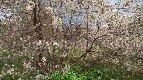 樱桃树的春白花摄像机在近距离观察视频的预览图