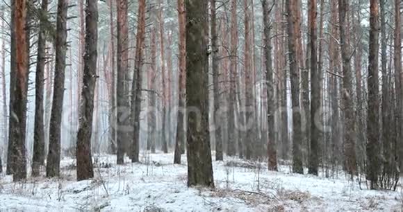 暴风雪期间的冬季雪林公园雪松针叶林视频的预览图