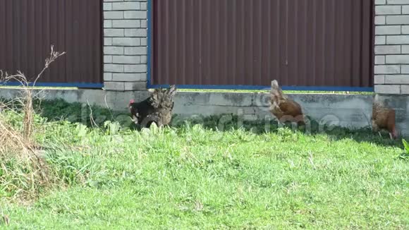 红母鸡和黑公鸡正走在草地上挖虫子来捕食视频的预览图