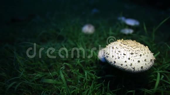 白蘑菇映衬着一片草地视频的预览图