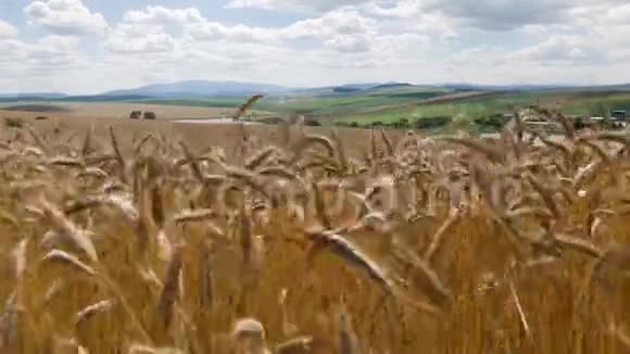 斯洛伐克典型乡村景观中的金黄色大麦视频的预览图