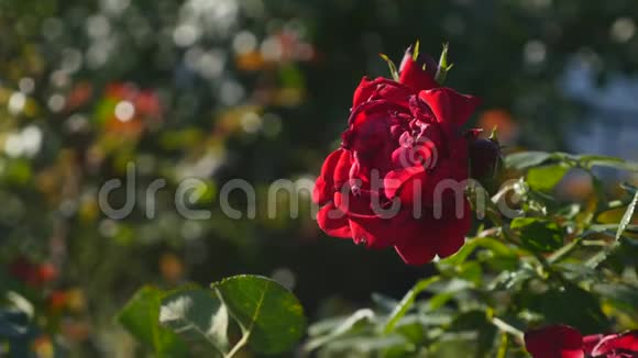 美丽的红玫瑰在风中摇曳视频的预览图