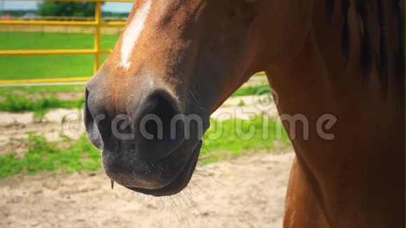 一匹美丽的棕马梳着辫子的鬃毛像一匹马视频的预览图