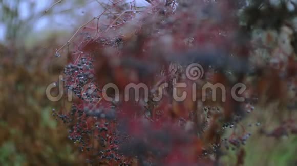 树叶和花朵上的雨点视频的预览图