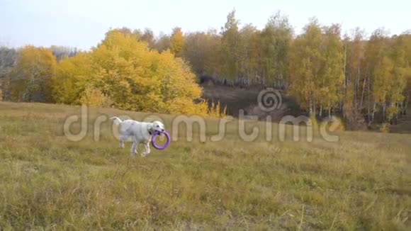 金毛猎犬带着拉杆跑着视频的预览图