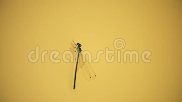 蜻蜓飞过黄墙视频的预览图