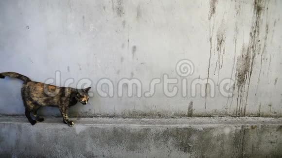 两只家猫走在狭窄的墙上视频的预览图