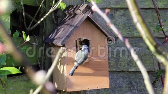 蓝雀盒鸟舍花园视频的预览图