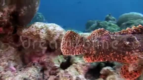 马尔代夫海底的石鱼面具视频的预览图