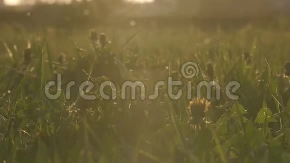 日落时分白杨树的绒毛在田野里飞舞视频的预览图