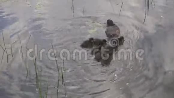 在阳光明媚的日子里小鸭子和小鸭子在池塘里漂浮着和谐自然视频的预览图