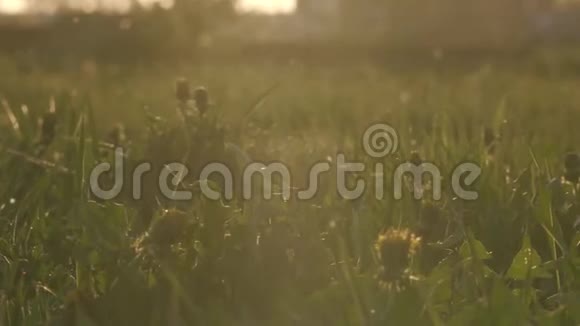 日落时分白杨树的绒毛在田野里飞舞视频的预览图