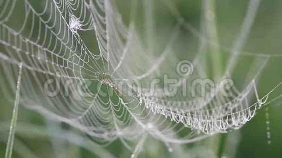 在雾蒙蒙的早晨蜘蛛网和露水在风中摇曳鸟儿在歌唱夜莺在歌唱视频的预览图
