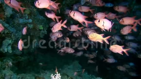 马尔代夫海底的石斑鱼海鲈大眼睛视频的预览图