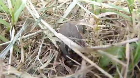 甲虫在草地上行走视频的预览图