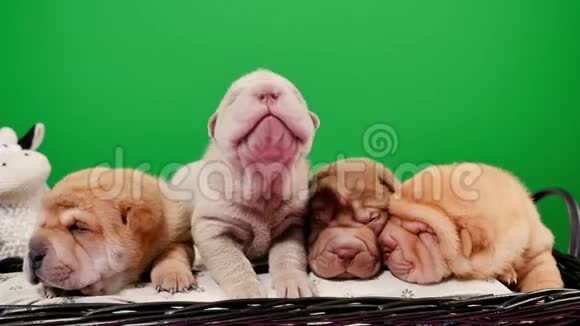 四只新出生的沙佩犬在篮子绿屏视频的预览图