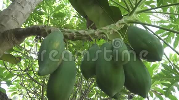 大青和成熟的木瓜果实挂在树上木瓜果实视频的预览图