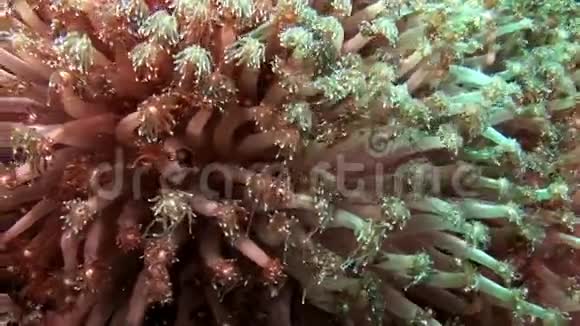 在马尔代夫惊人的海底背景下的软珊瑚视频的预览图