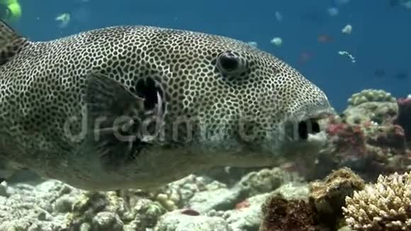 马尔代夫巨型河豚大型视频特写水下海底视频的预览图