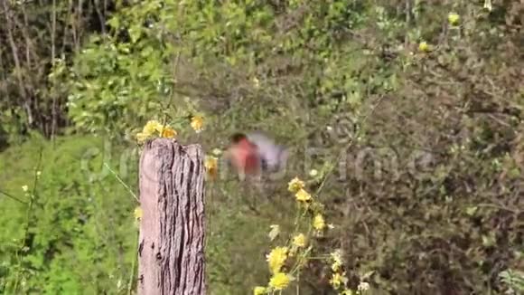牛翅雀鸟雄性视频的预览图