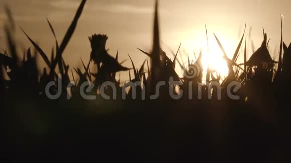 日落时有野草和蒲公英的田野视频的预览图